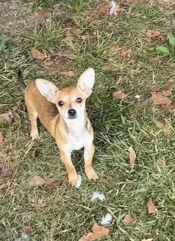 Tinker, a Adoptable Chihuahua in Falmouth, MA image 1/2