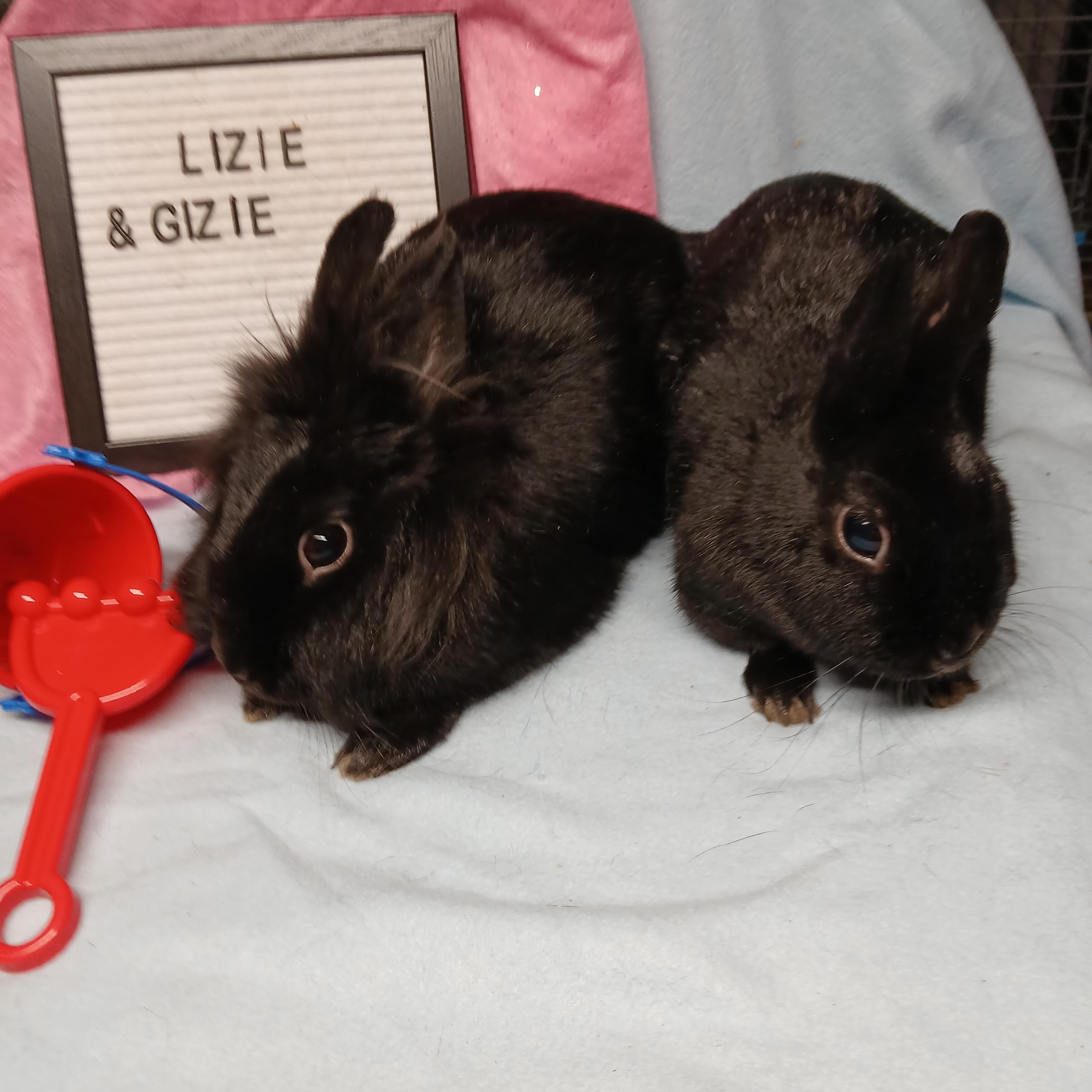 Lizzie and Gizzie, an adoption pending Polish in Dearborn, MO image 2/6