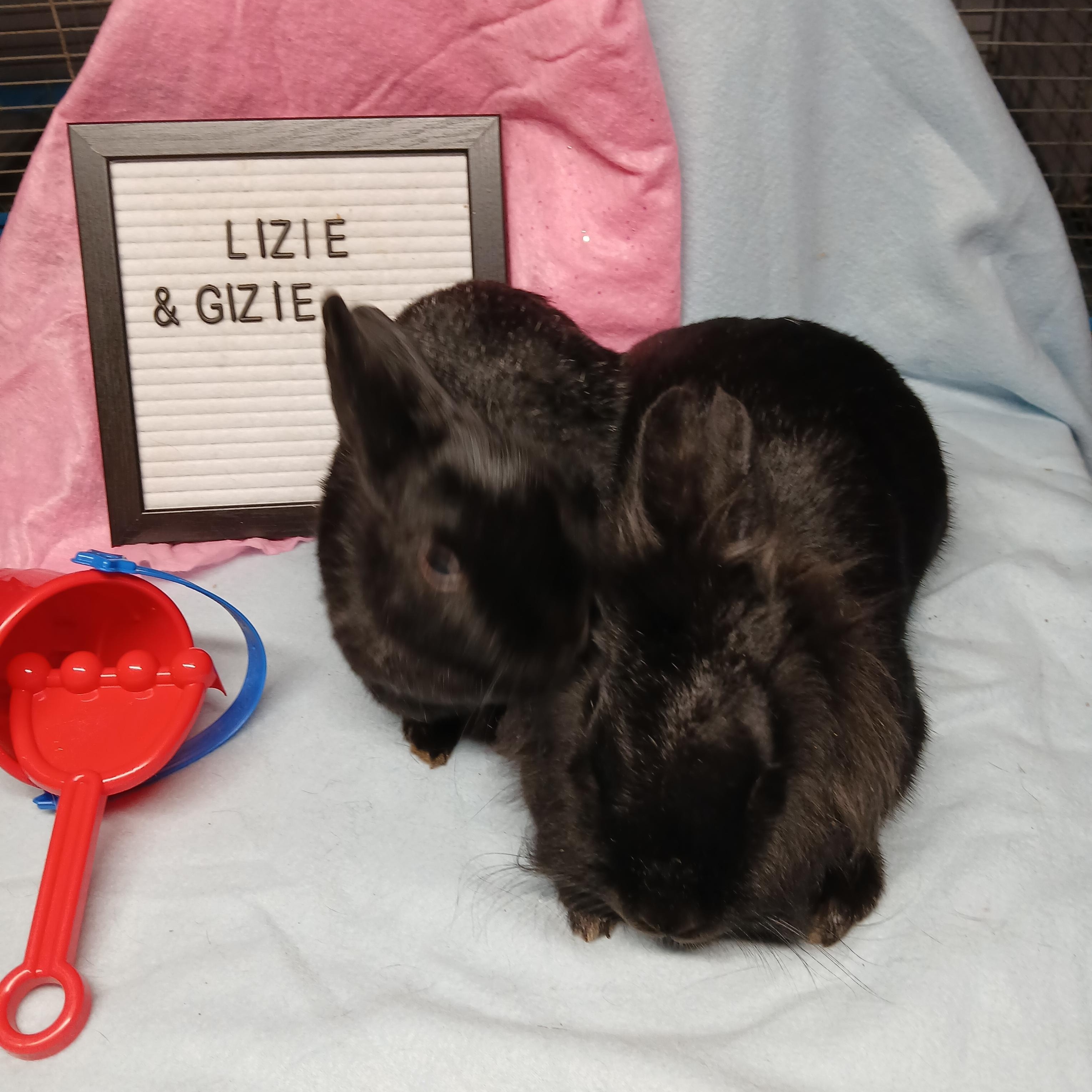 Lizzie and Gizzie, an adoption pending Polish in Dearborn, MO image 3/6