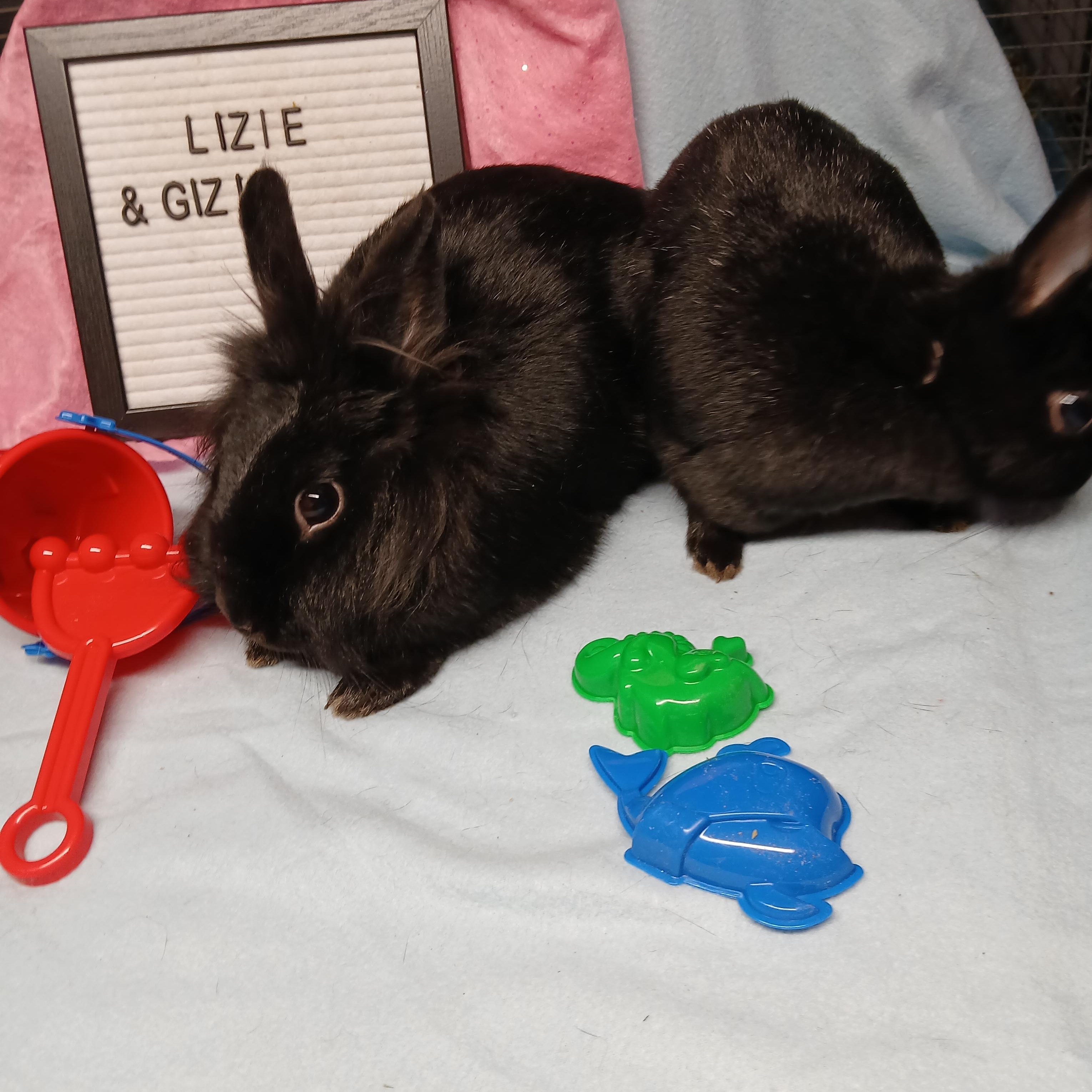 Lizzie and Gizzie, an adoption pending Polish in Dearborn, MO image 4/6