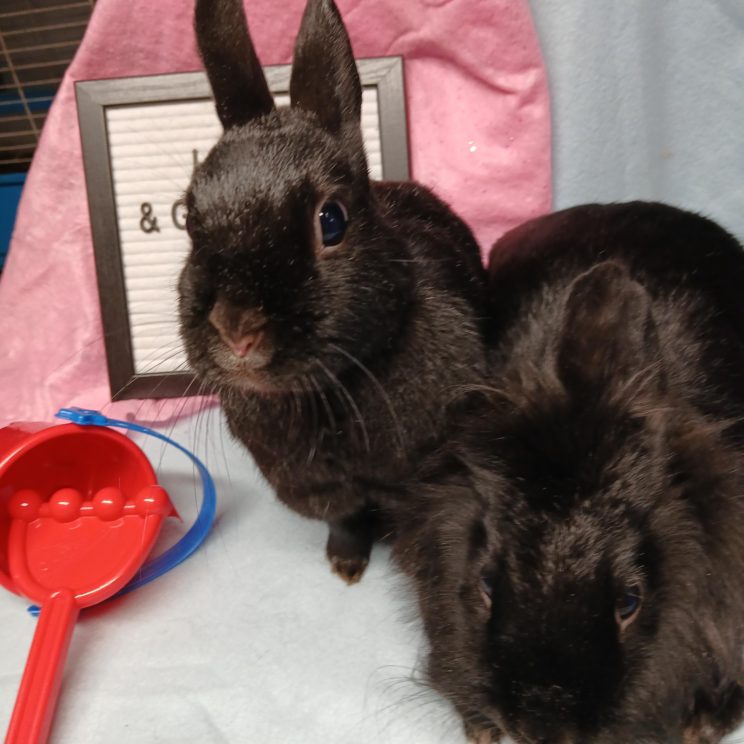 Lizzie and Gizzie, an adoption pending Polish in Dearborn, MO image 5/6