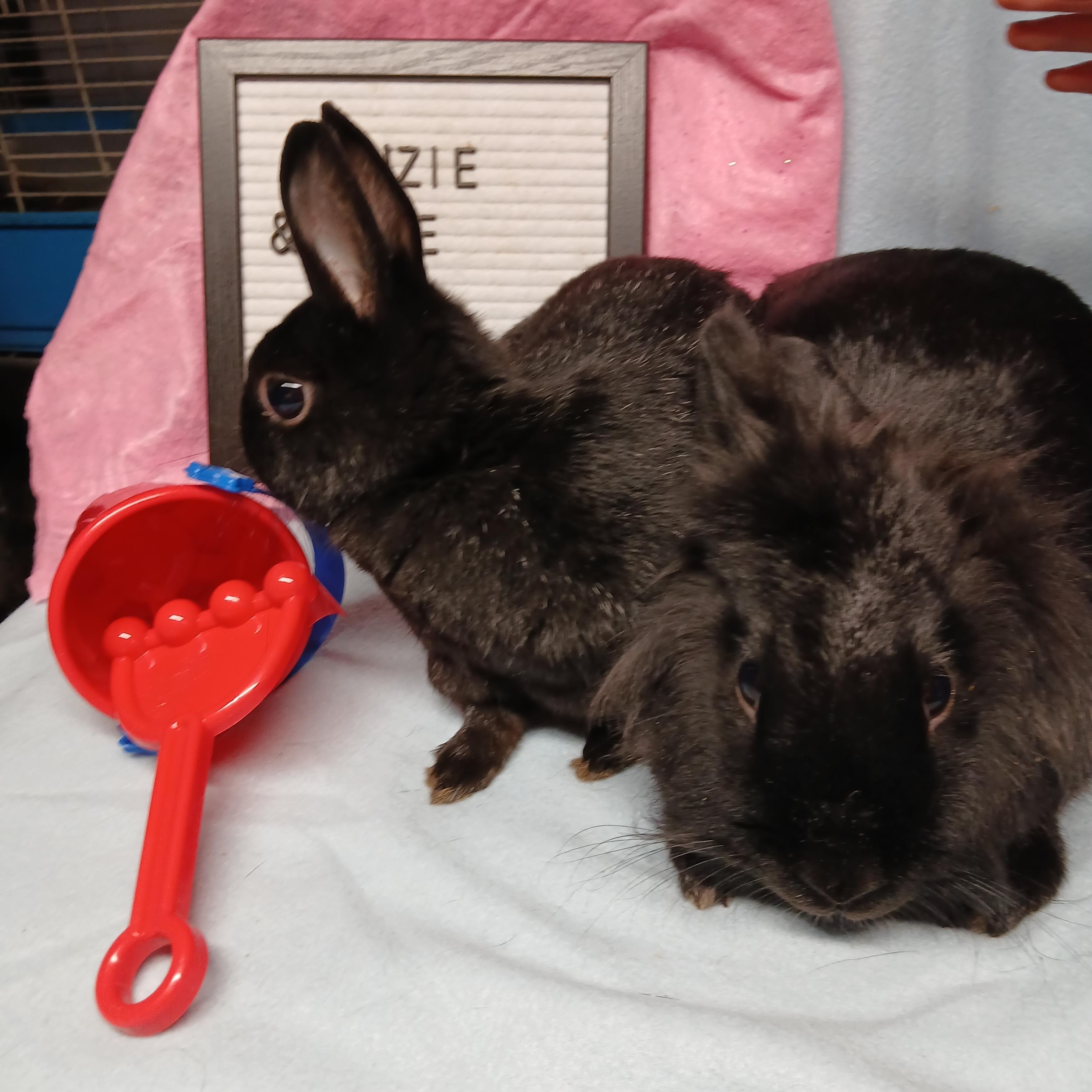 Lizzie and Gizzie, an adoption pending Polish in Dearborn, MO image 6/6