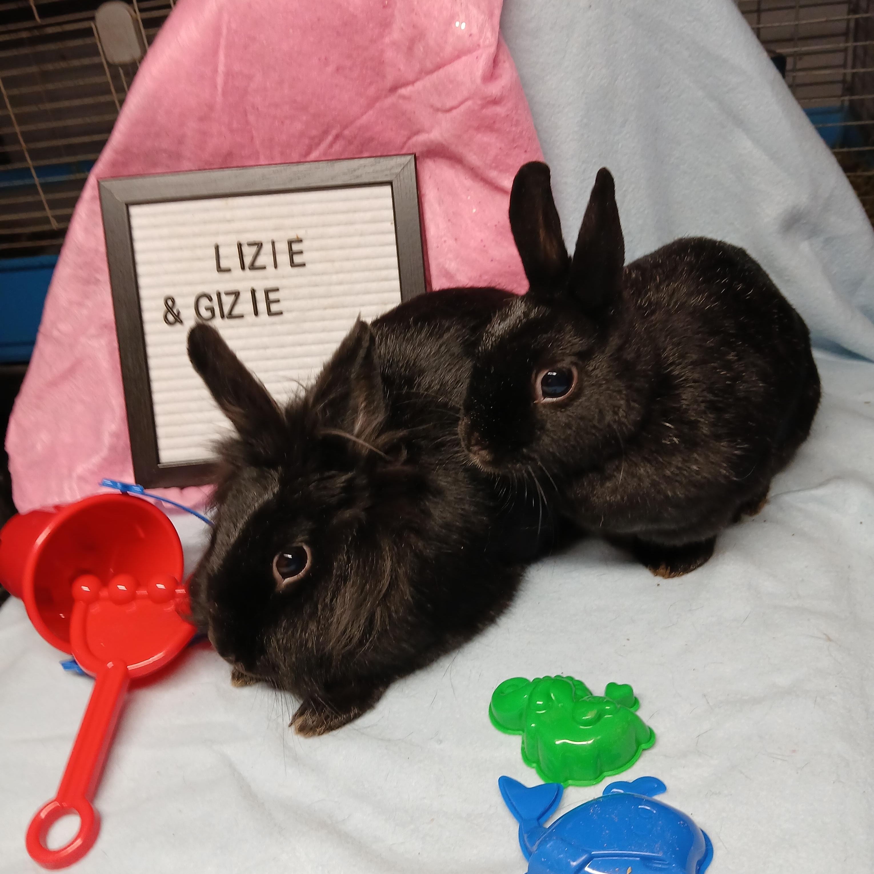 Lizzie and Gizzie, Adoptable, Adult Female Polish.