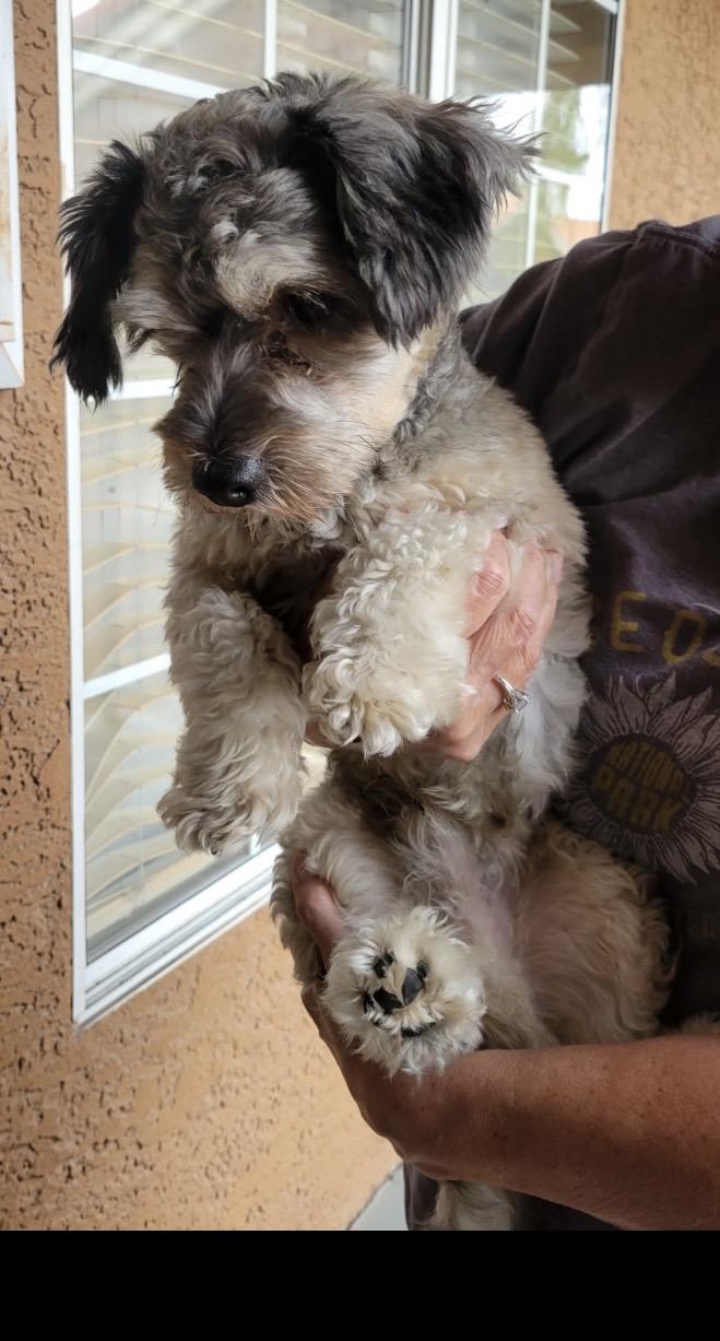Enlarge Hershey, an adopted mixed breed in Las Vegas, NV image 2/3