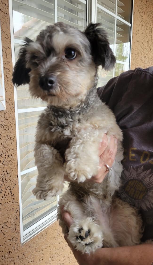 Enlarge Hershey, an adopted mixed breed in Las Vegas, NV image 3/3
