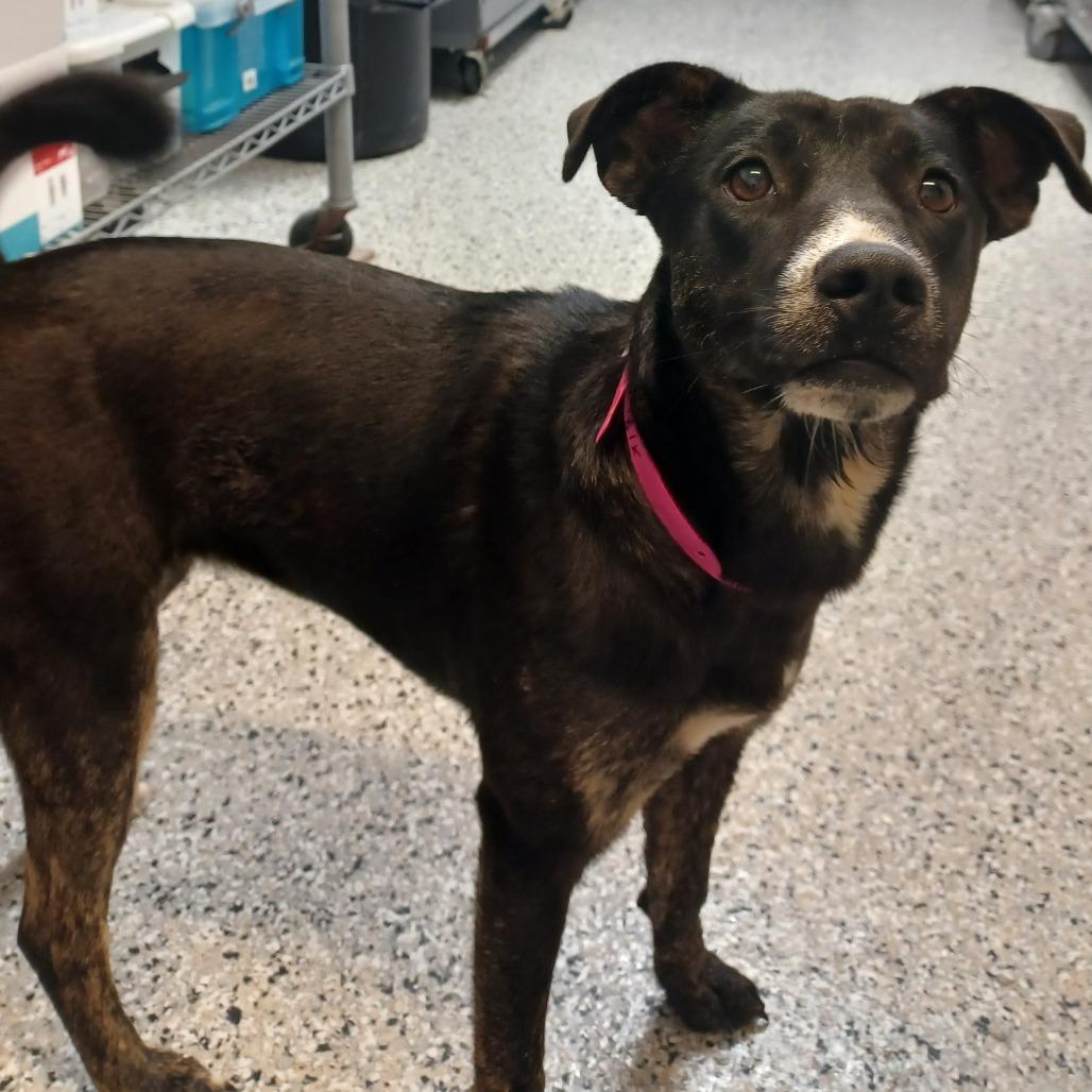 Enlarge Nix, a Adoptable mixed breed in Hattiesburg, MS image 1/5