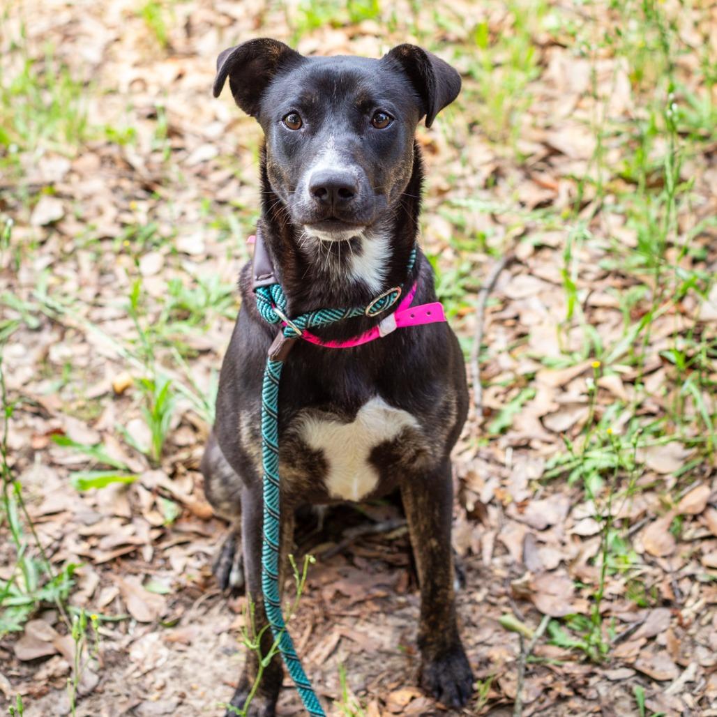 Enlarge Nix, a Adoptable mixed breed in Hattiesburg, MS image 2/5