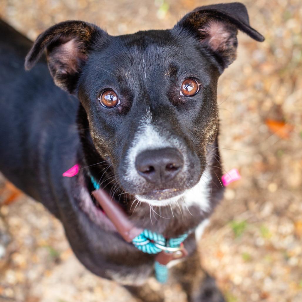 Enlarge Nix, a Adoptable mixed breed in Hattiesburg, MS image 3/5