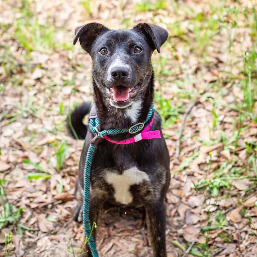 Enlarge Nix, a Adoptable mixed breed in Hattiesburg, MS image 4/5
