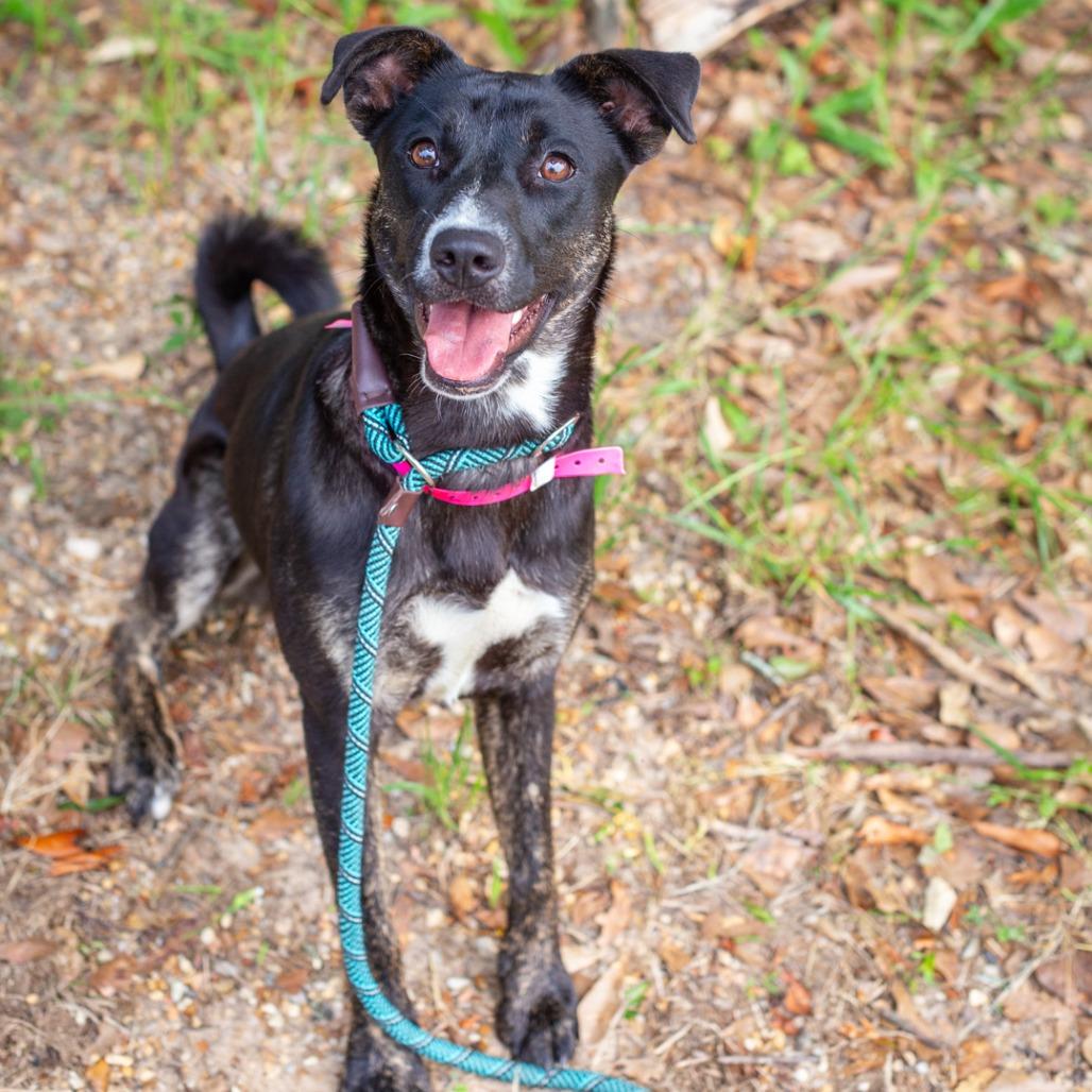 Enlarge Nix, a Adoptable mixed breed in Hattiesburg, MS image 5/5