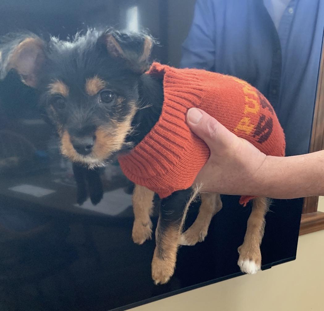 Brody, adopted, Puppy Male Yorkshire Terrier & Jack Russell Terrier.