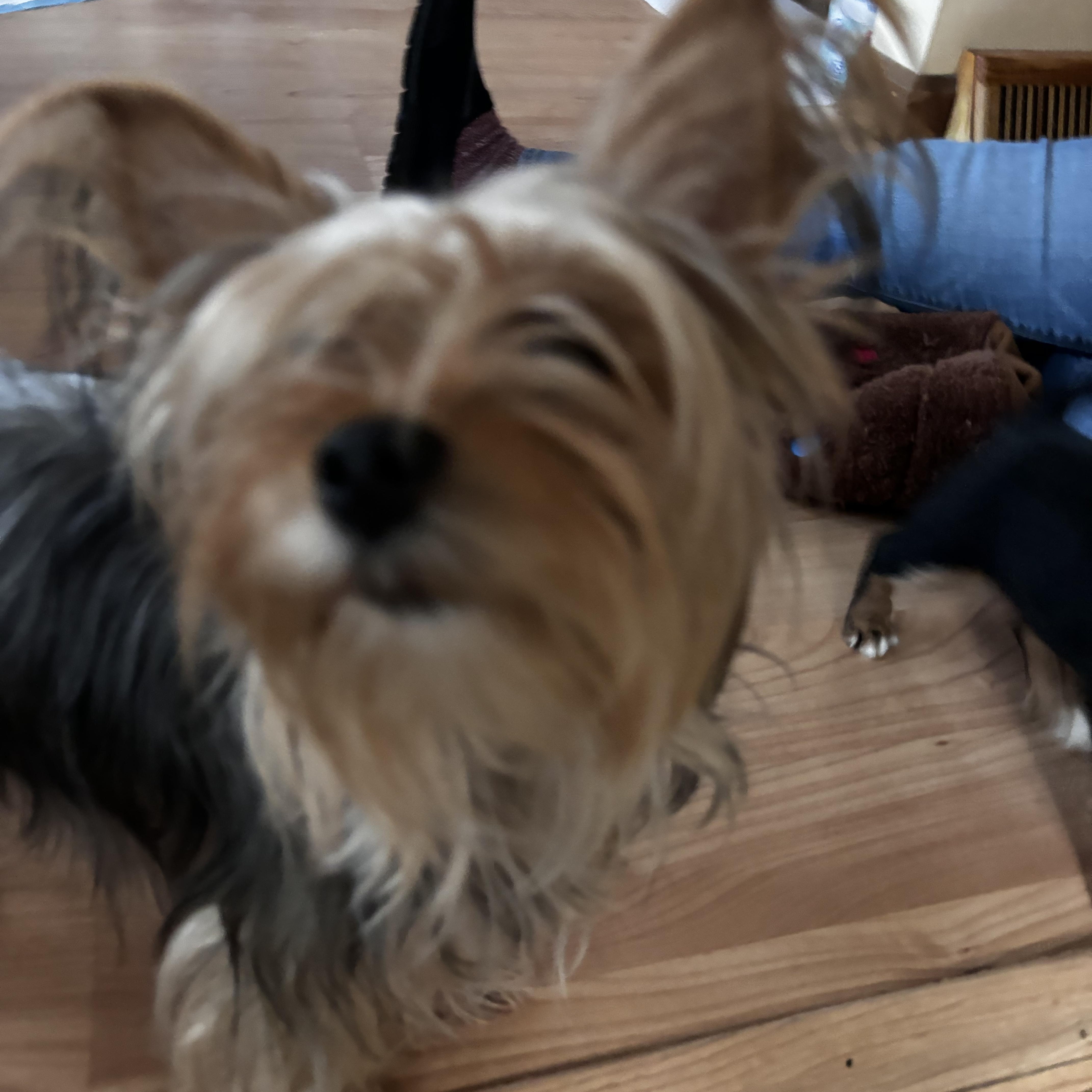 Puppy 1, a ADOPTABLE mixed breed in Taunton, MA image 4/5