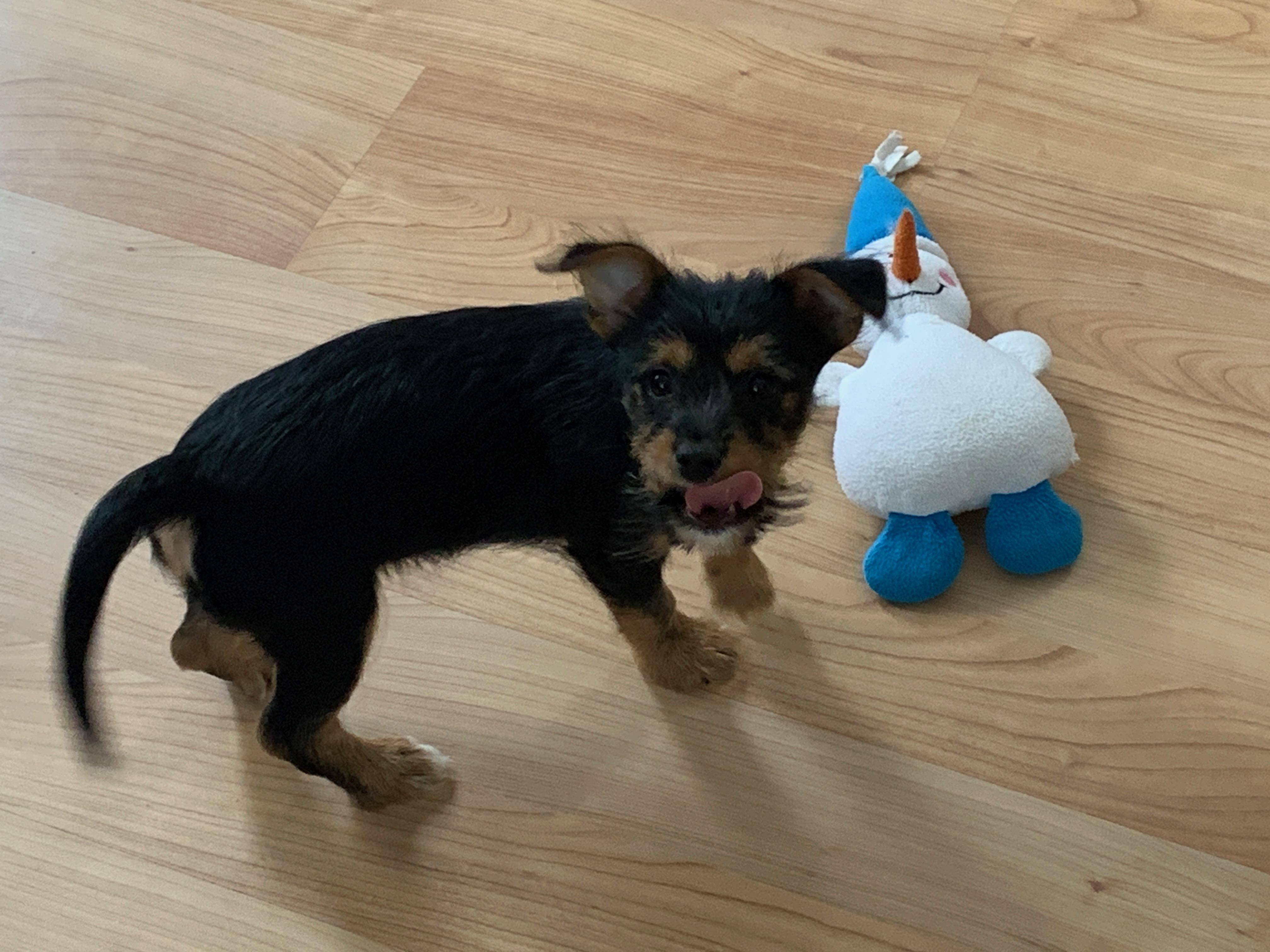 Enlarge Brody, an adopted mixed breed in Taunton, MA image 4/5