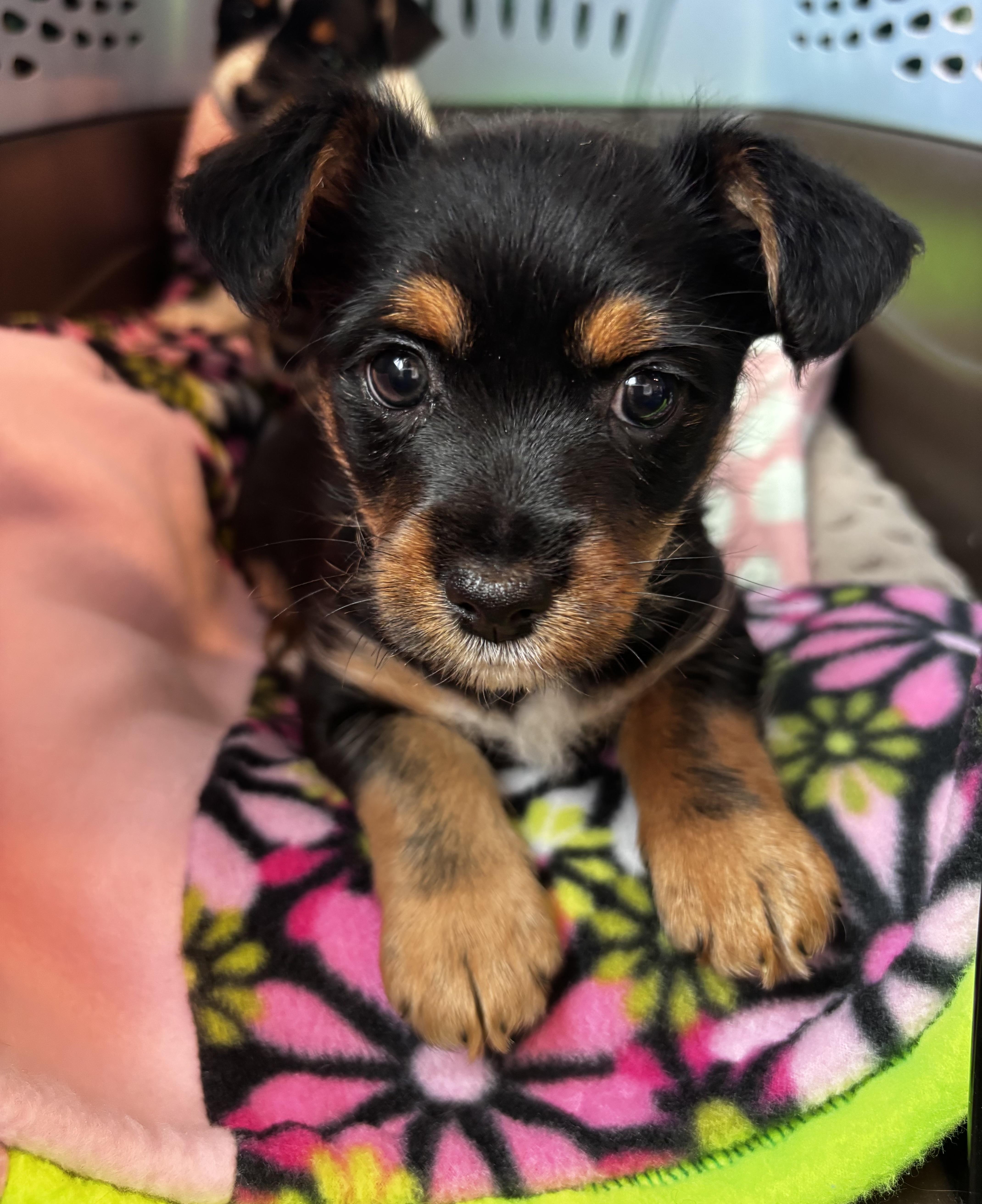 Puppy 1, a ADOPTABLE mixed breed in Taunton, MA image 1/5