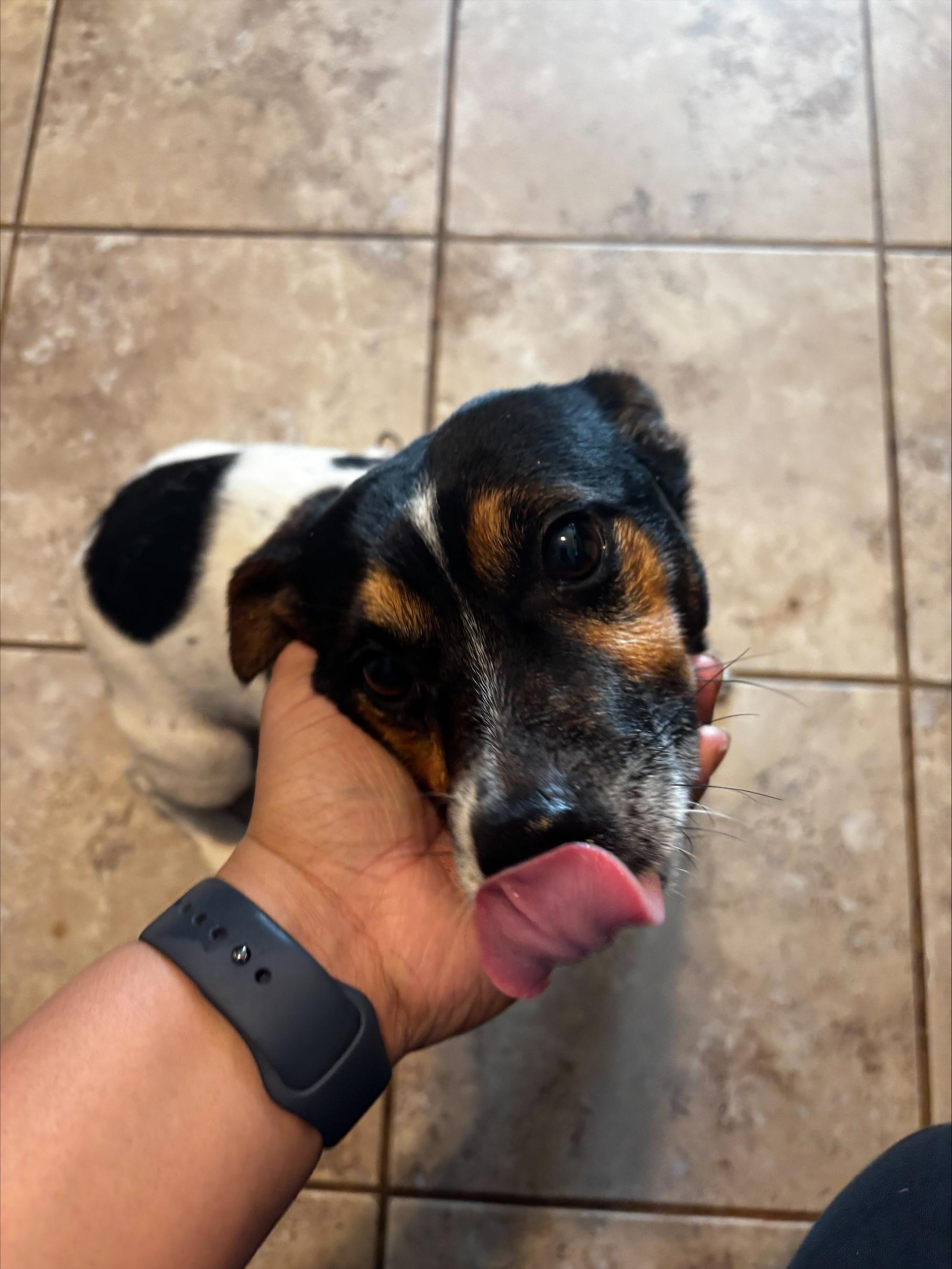 Puppy 1, a ADOPTABLE mixed breed in Taunton, MA image 5/5