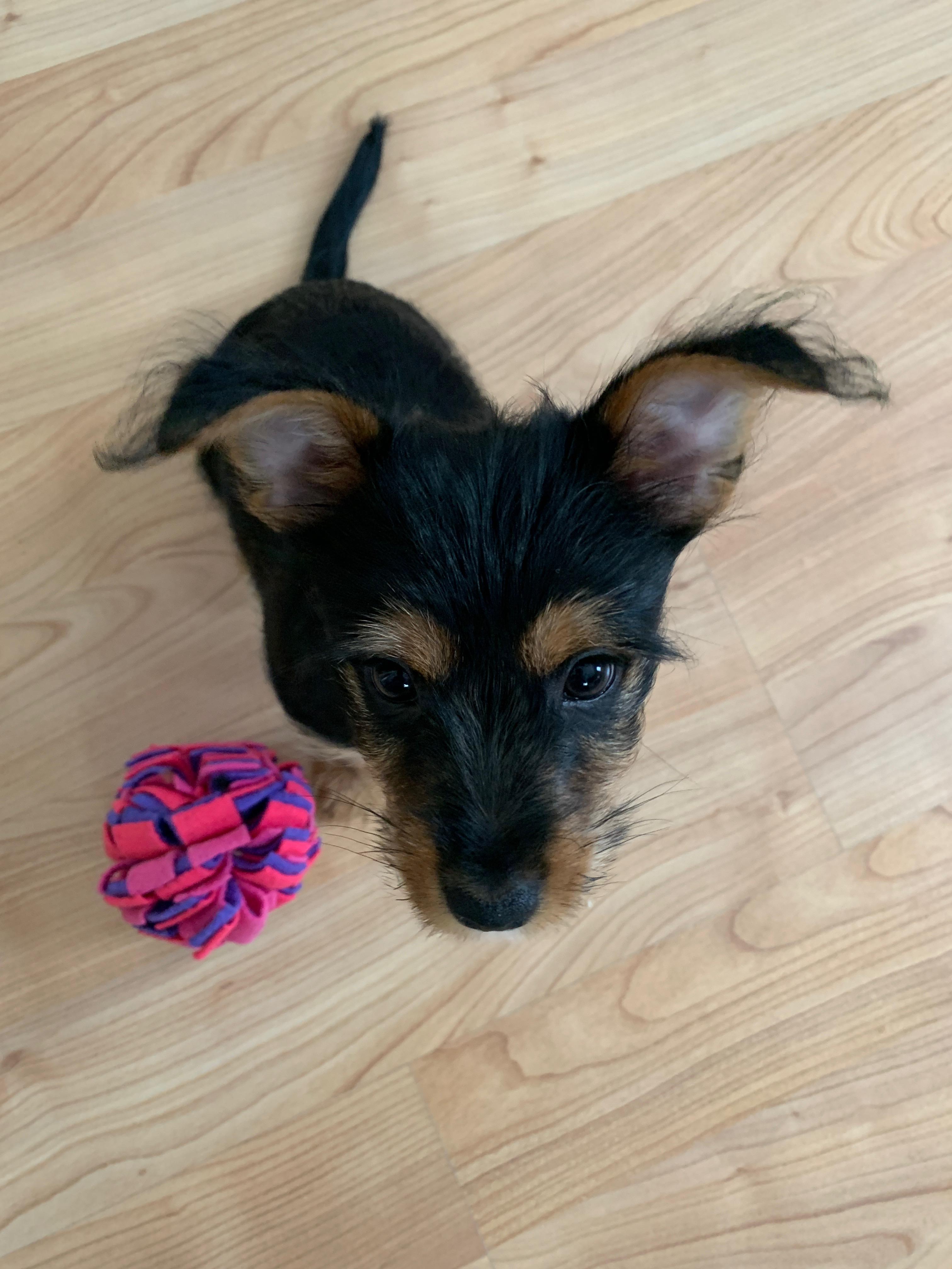 Enlarge Brody, an adopted mixed breed in Taunton, MA image 5/5