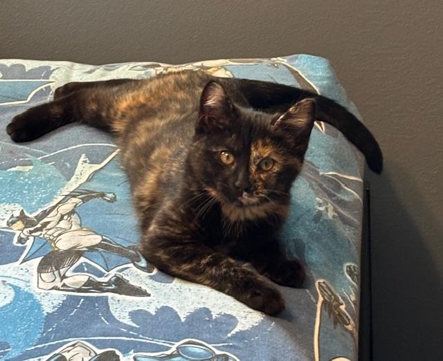 Camille, Adoptable, Kitten Female Domestic Short Hair.