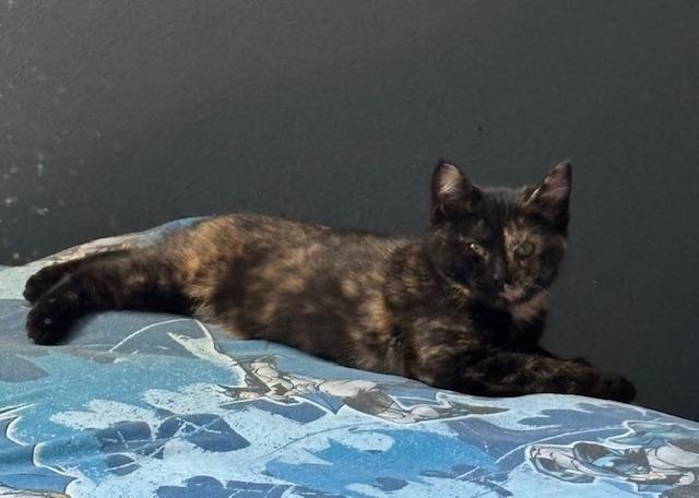 Enlarge Camille, a Adoptable Domestic Short Hair in Chambersburg, PA image 3/3