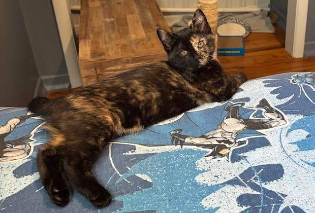 Enlarge Camille, a Adoptable Domestic Short Hair in Chambersburg, PA image 2/3