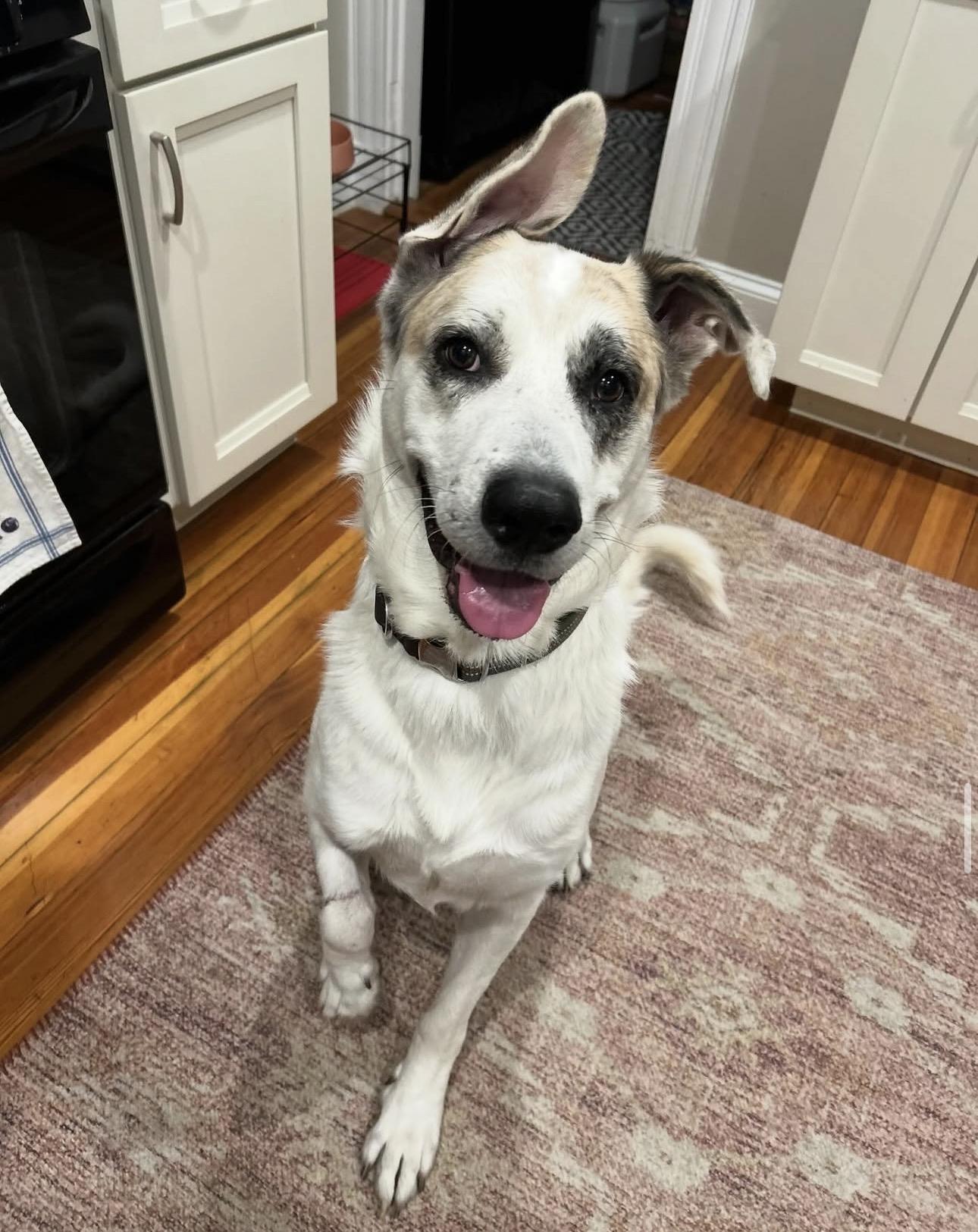 Mars, Adoptable, Adult Male White German Shepherd.
