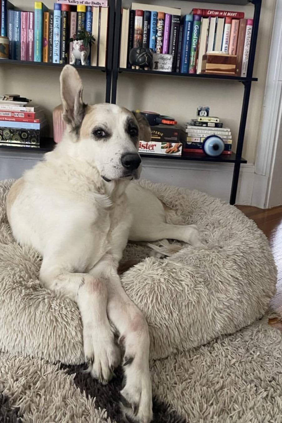 Enlarge Mars, a Adoptable White German Shepherd in Atlanta, GA image 4/5