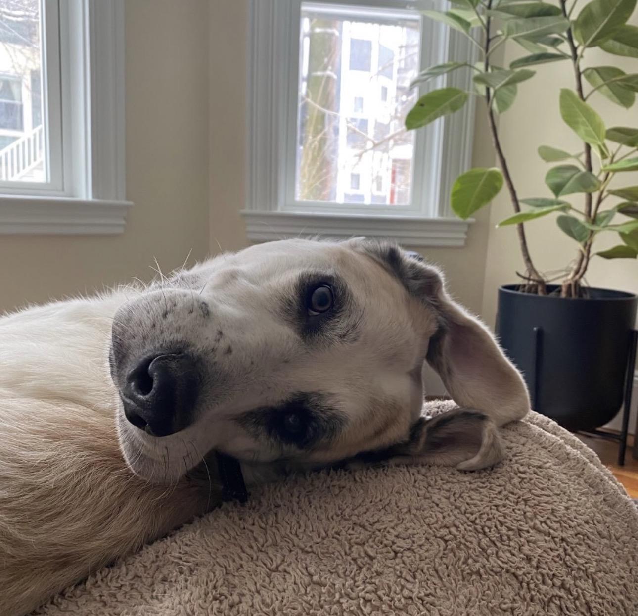 Enlarge Mars, a Adoptable White German Shepherd in Atlanta, GA image 5/5