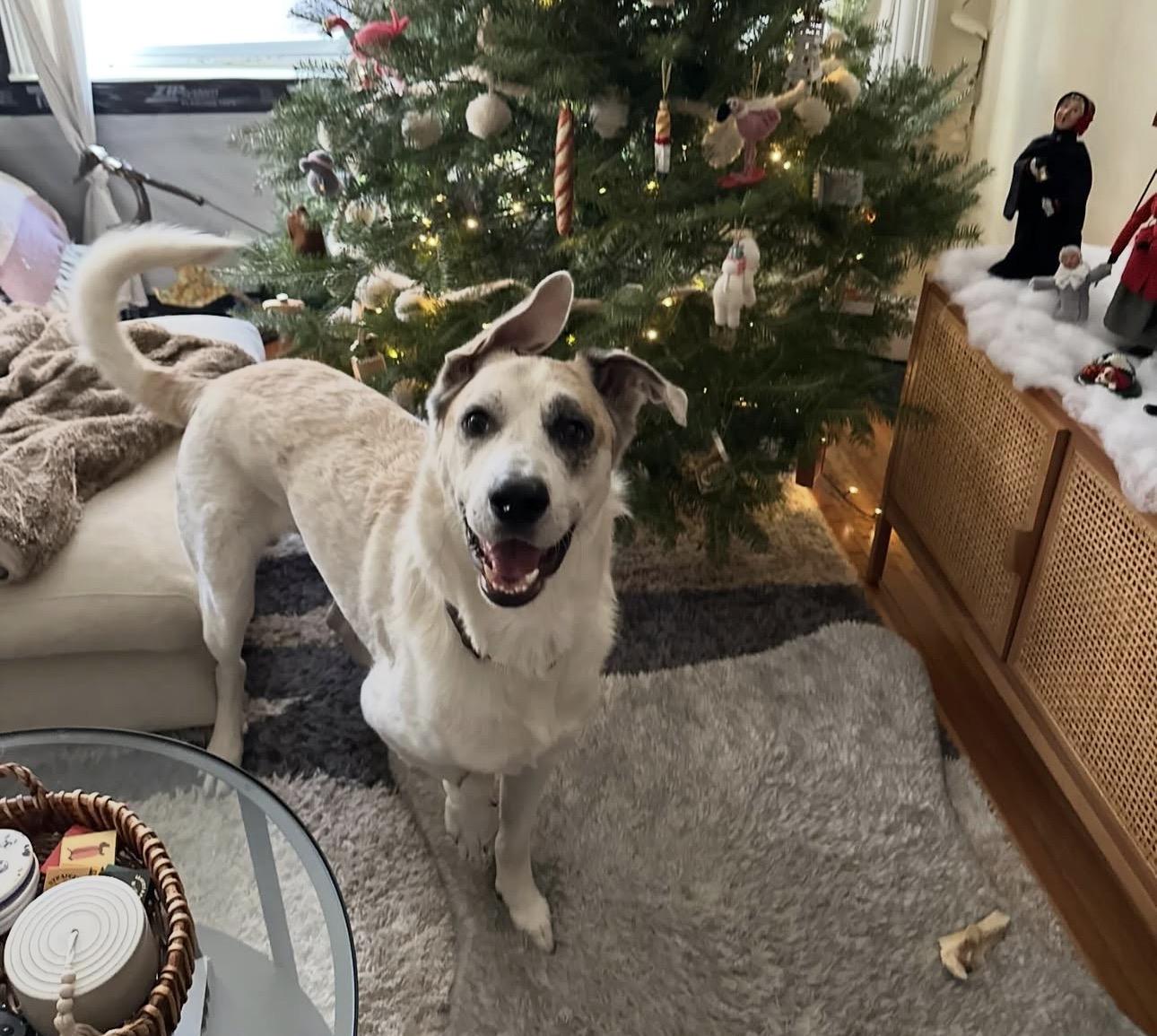 Enlarge Mars, a Adoptable White German Shepherd in Atlanta, GA image 3/5