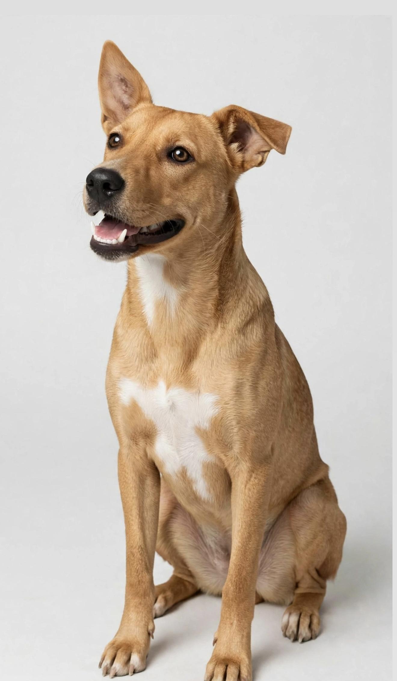 MAPLE, Adoptable, Young Female Carolina Dog & Basenji.