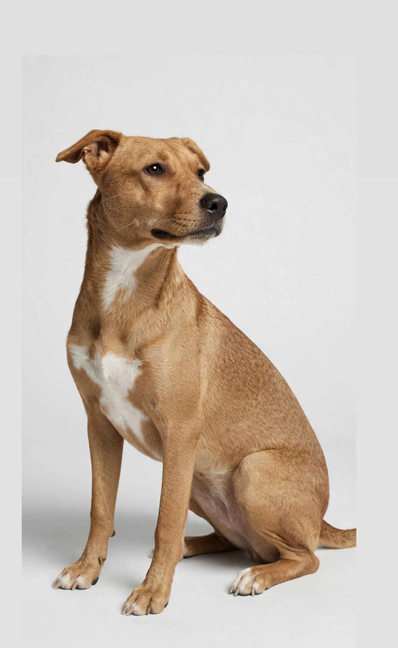 Enlarge MAPLE, a Adopted mixed breed in Pleasant Valley, MO image 2/6