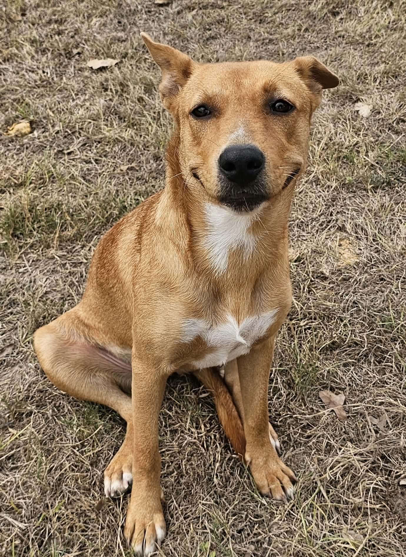 Enlarge MAPLE, a Adopted mixed breed in Pleasant Valley, MO image 5/6