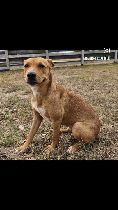 Enlarge MAPLE, a Adopted mixed breed in Pleasant Valley, MO video 6/6