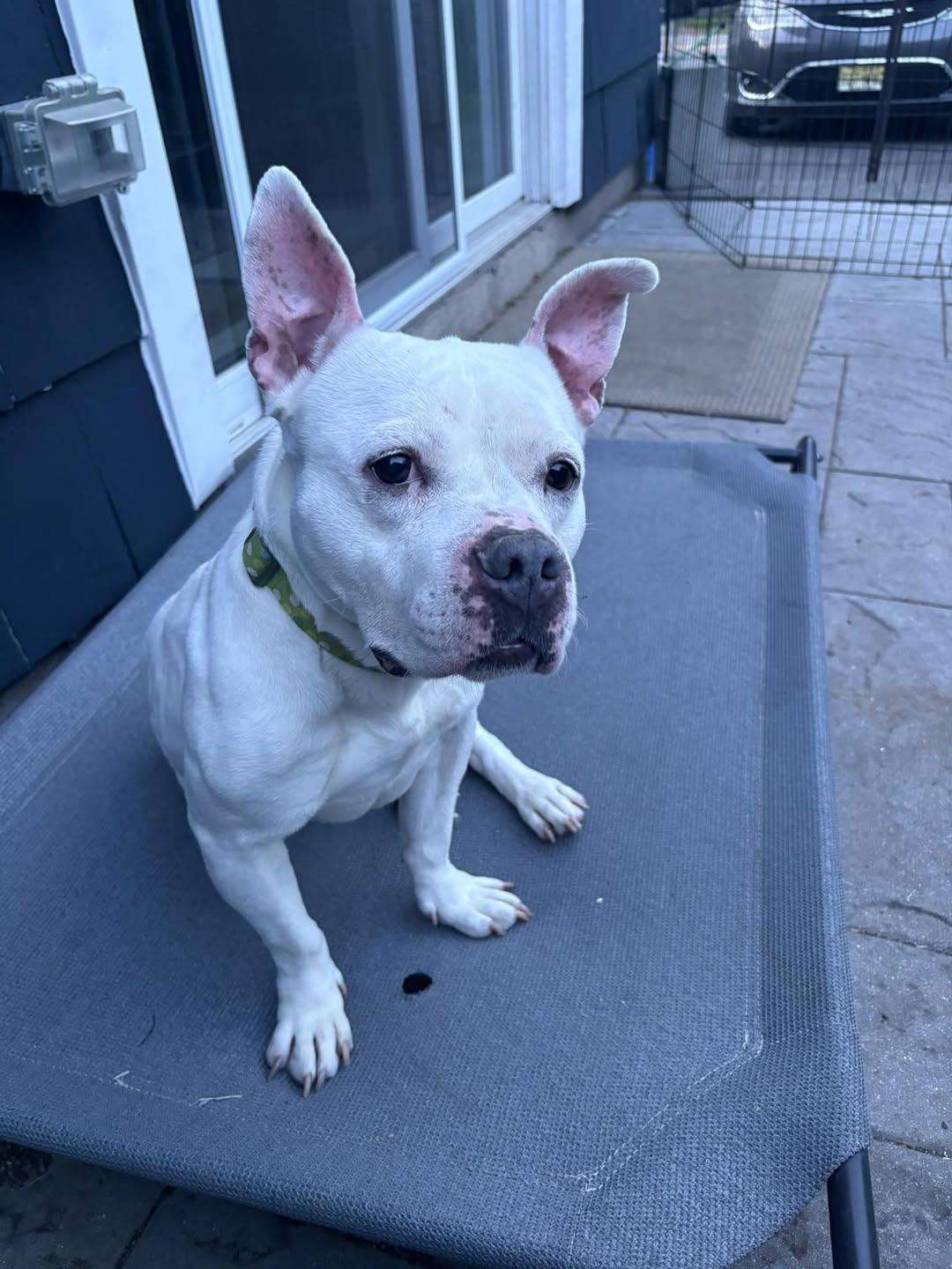 Bianca, a ADOPTABLE Staffordshire Bull Terrier in Montclair, NJ image 1/4