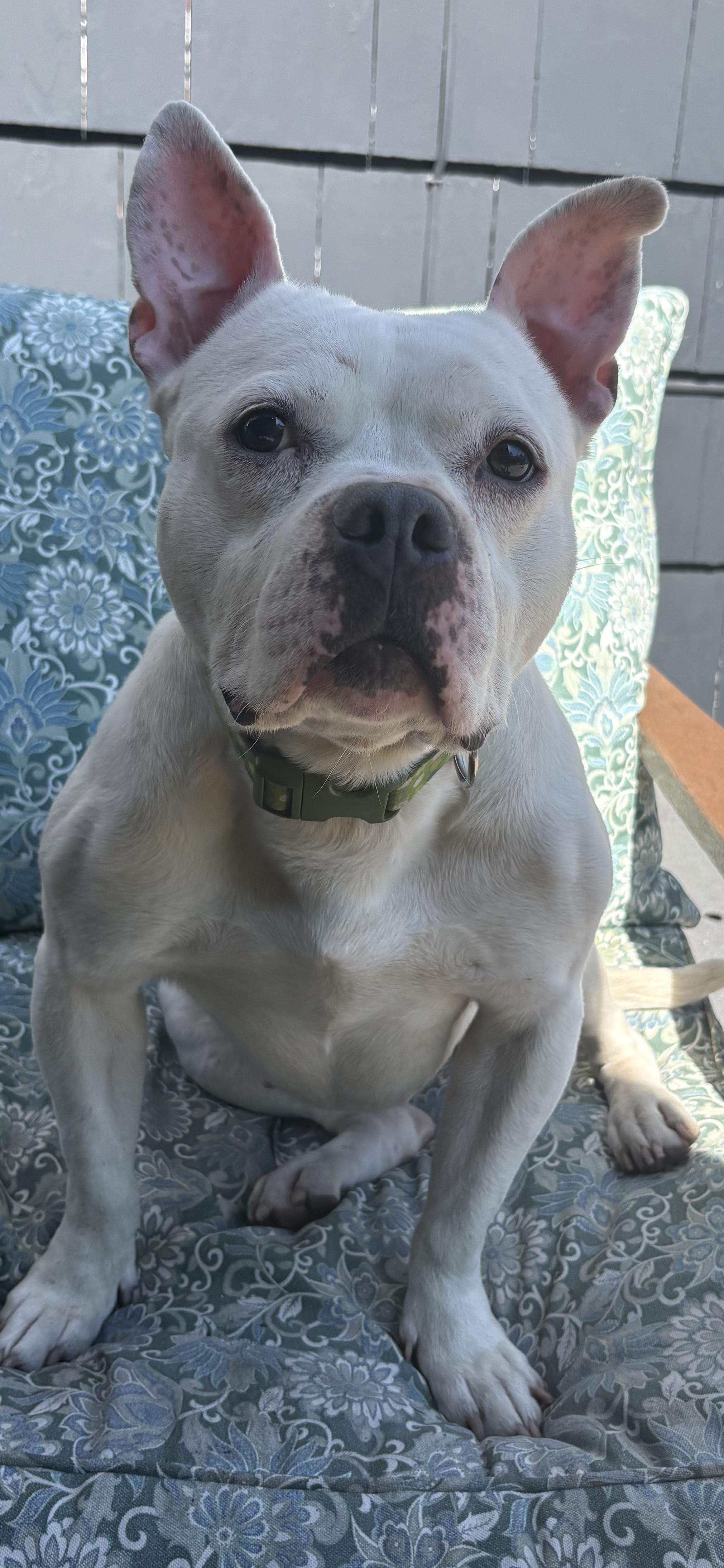 Bianca, a ADOPTABLE Staffordshire Bull Terrier in Montclair, NJ image 3/4
