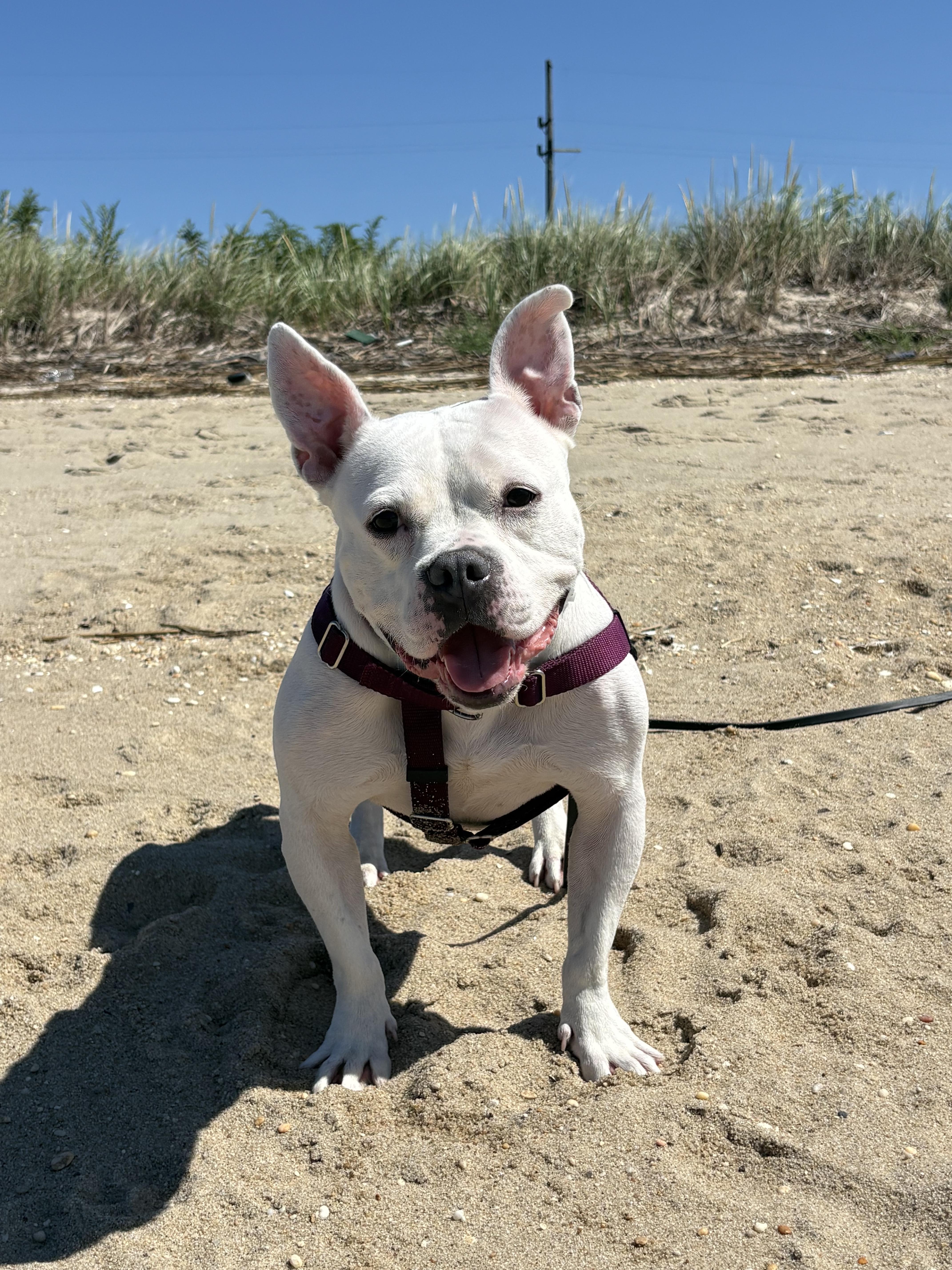 Enlarge Bianca - in foster, a ADOPTABLE Staffordshire Bull Terrier in Montclair, NJ image 1/6
