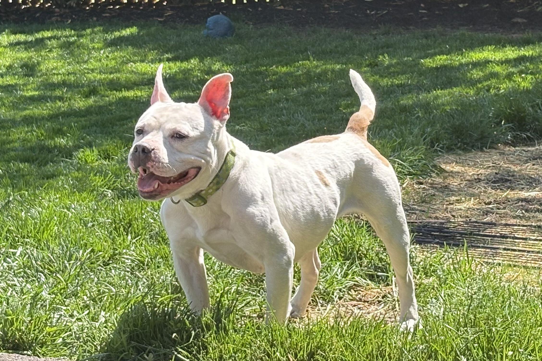 Bianca, a ADOPTABLE Staffordshire Bull Terrier in Montclair, NJ image 2/4
