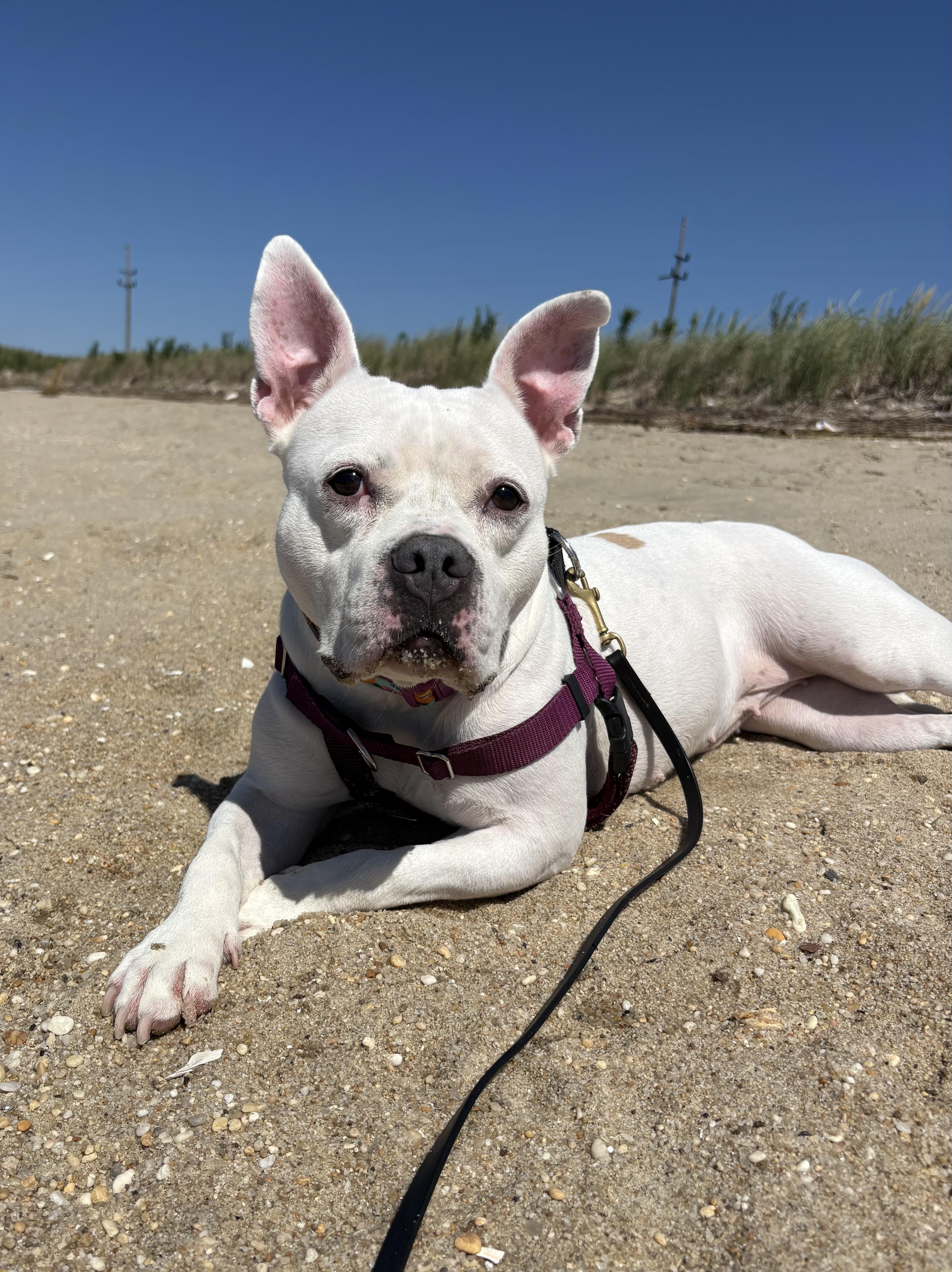 Enlarge Bianca - in foster, a ADOPTABLE Staffordshire Bull Terrier in Montclair, NJ image 2/6