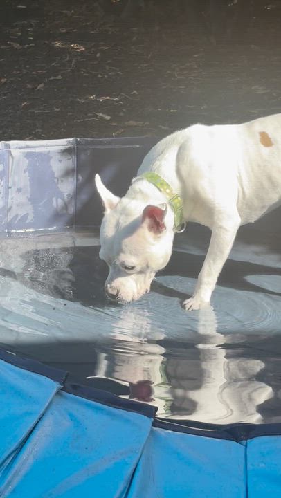 Enlarge Bianca - in foster, a ADOPTABLE Staffordshire Bull Terrier in Montclair, NJ video 5/6