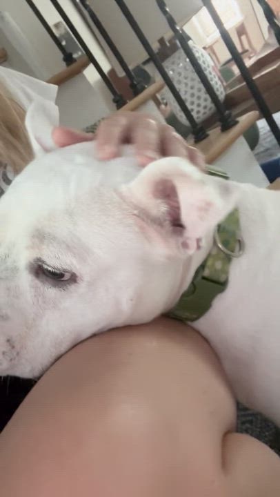 Enlarge Bianca - in foster, a ADOPTABLE Staffordshire Bull Terrier in Montclair, NJ video 6/6