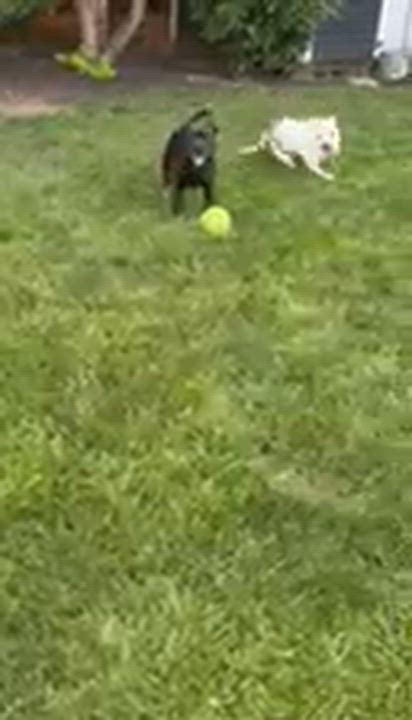 Enlarge Bianca - in foster, a ADOPTABLE Staffordshire Bull Terrier in Montclair, NJ video 6/6