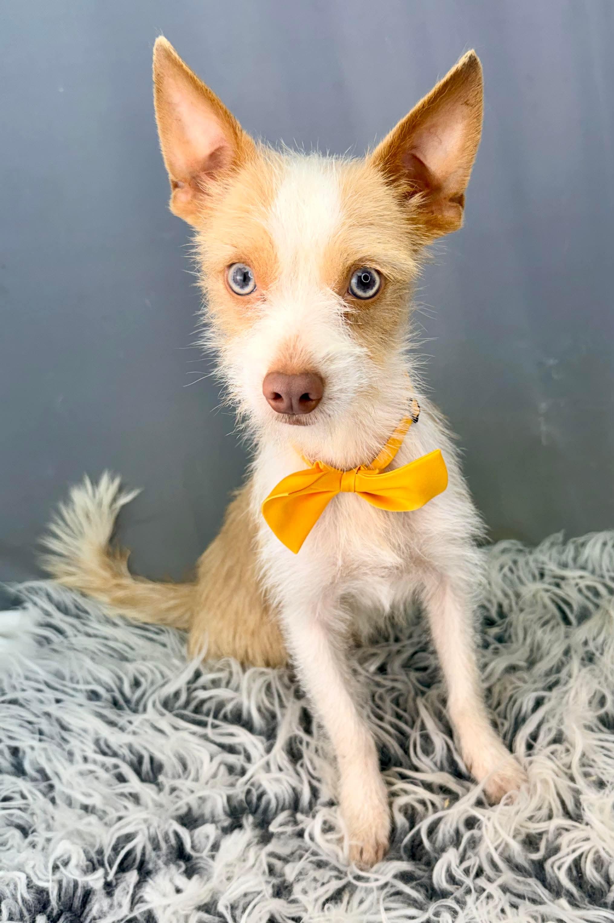 Tuxley, Adoptable, Adult Male Yorkshire Terrier & Chihuahua.