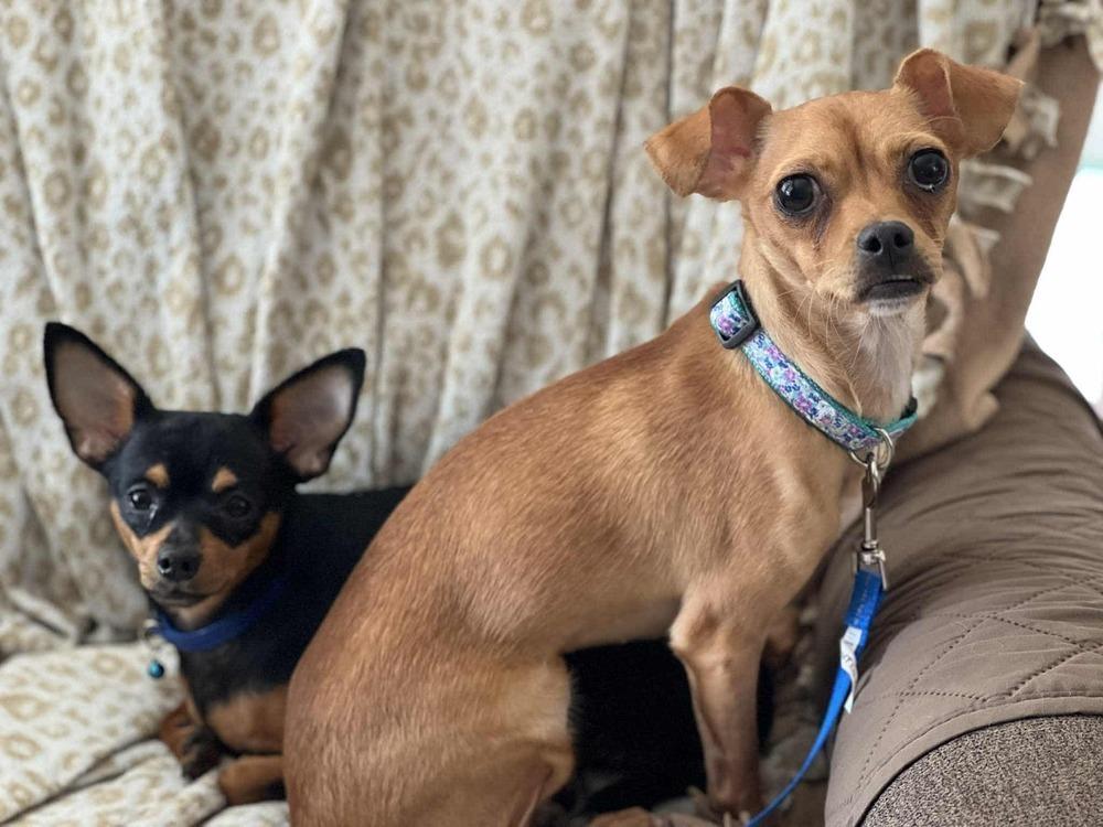 Agnes, Adoptable, Adult Female Chihuahua & Miniature Pinscher.