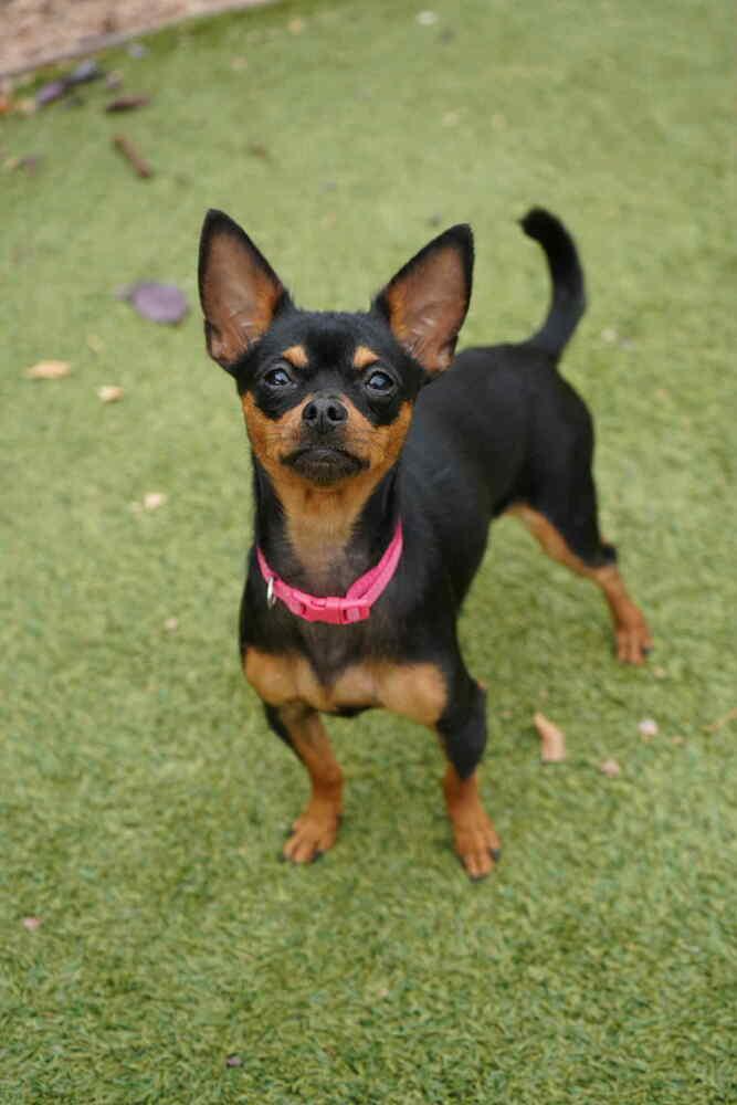 Agnes, a Adoptable mixed breed in Fort Lupton, CO image 3/6