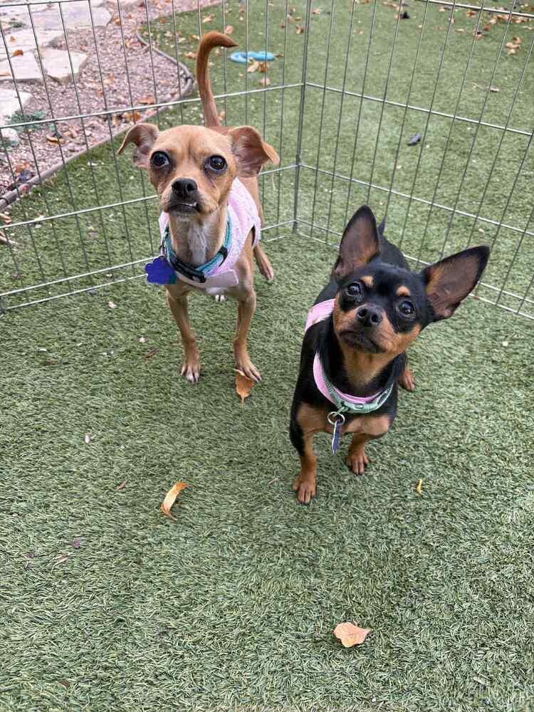 Agnes, Adoptable, Adult Female Chihuahua & Miniature Pinscher.
