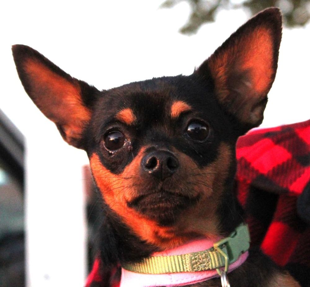 Agnes, a Adoptable mixed breed in Fort Lupton, CO image 6/6