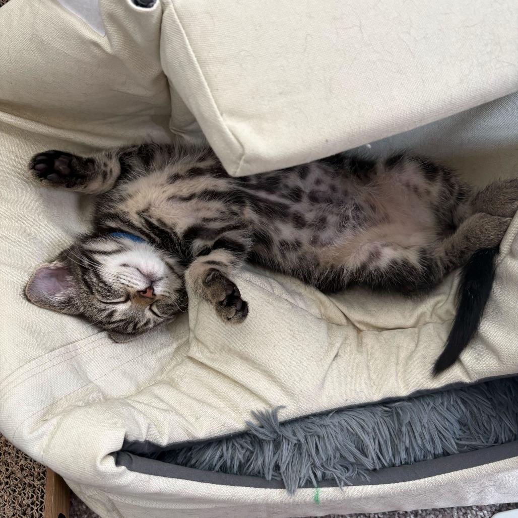 Pippin (Hobbits), a Adoptable Domestic Short Hair in Charlotte, NC image 1/6