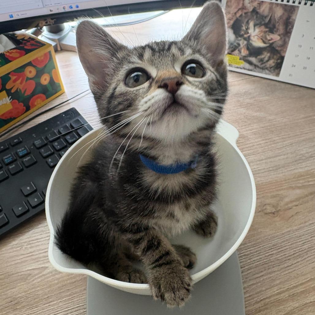 Pippin (Hobbits), a Adoptable Domestic Short Hair in Charlotte, NC image 2/6