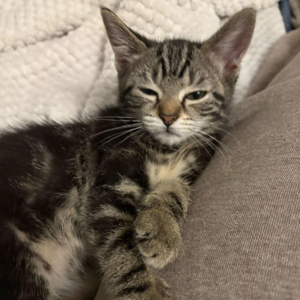 Pippin (Hobbits), a Adoptable Domestic Short Hair in Charlotte, NC image 5/6