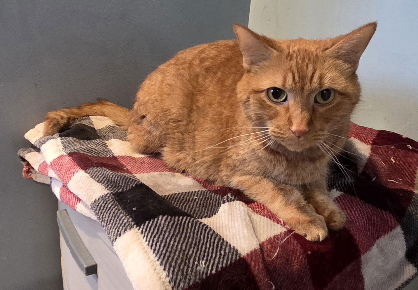 Maxx, Adoptable, Kitten Male Domestic Short Hair & Tabby.