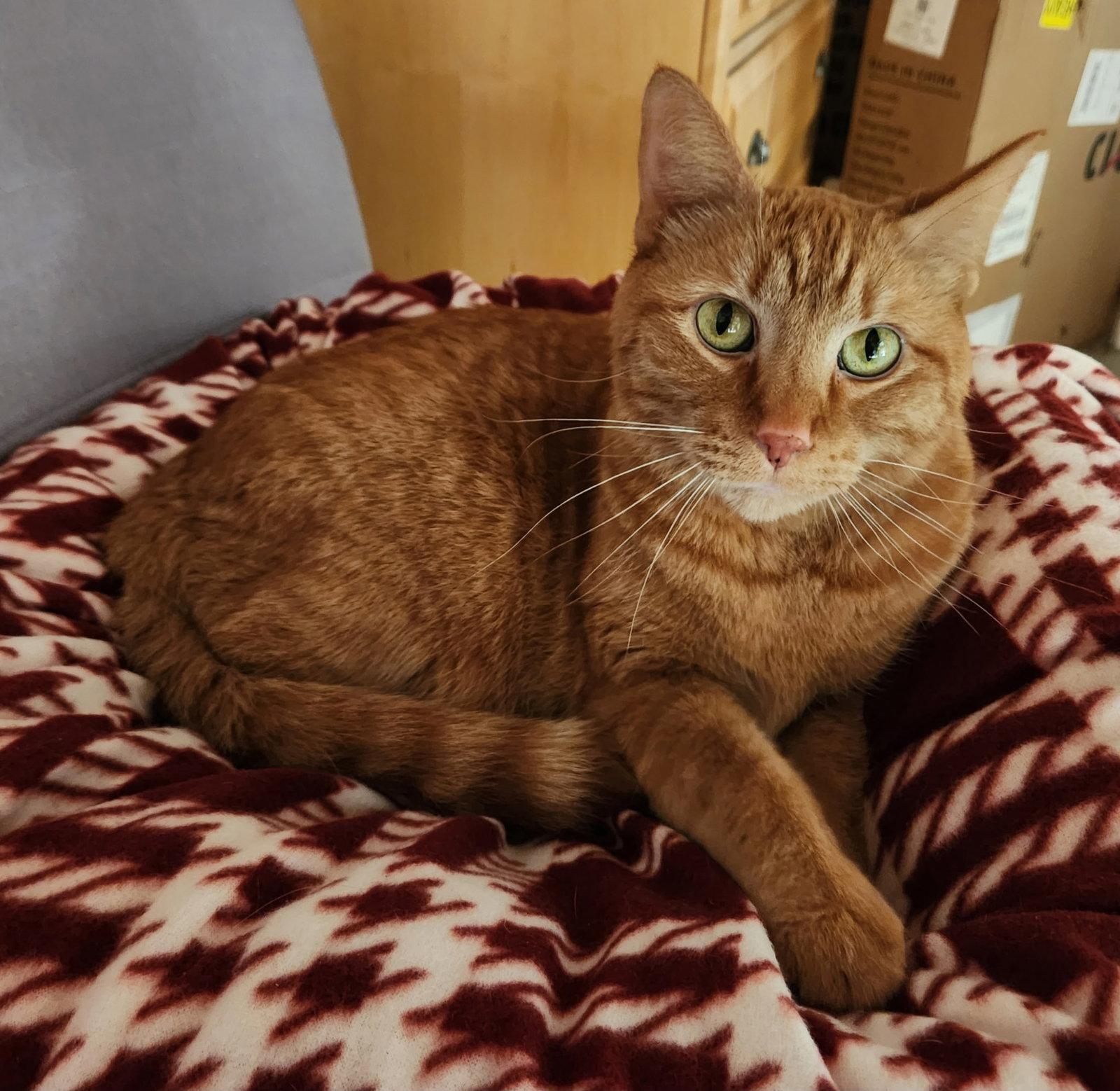 Enlarge Maxx, a Adoptable mixed breed in Forest Lake, MN image 2/3