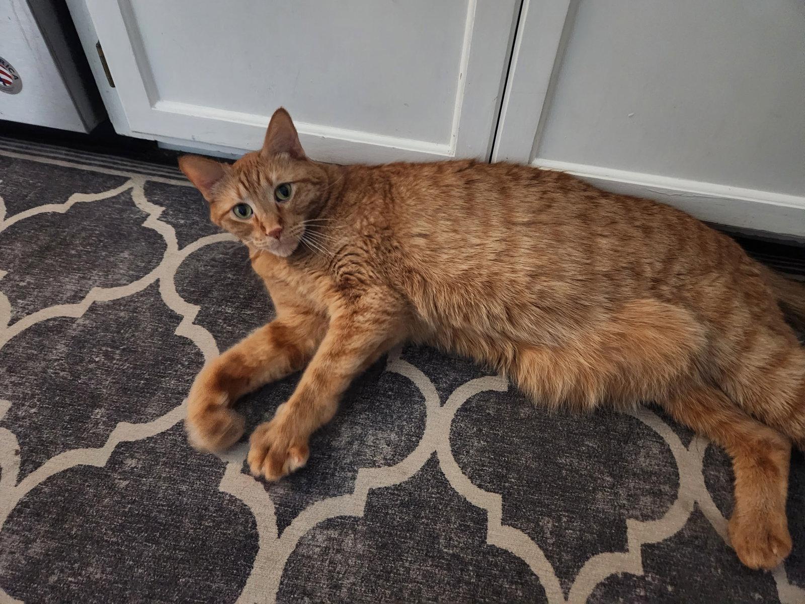 Enlarge Maxx, a Adoptable mixed breed in Forest Lake, MN image 3/3